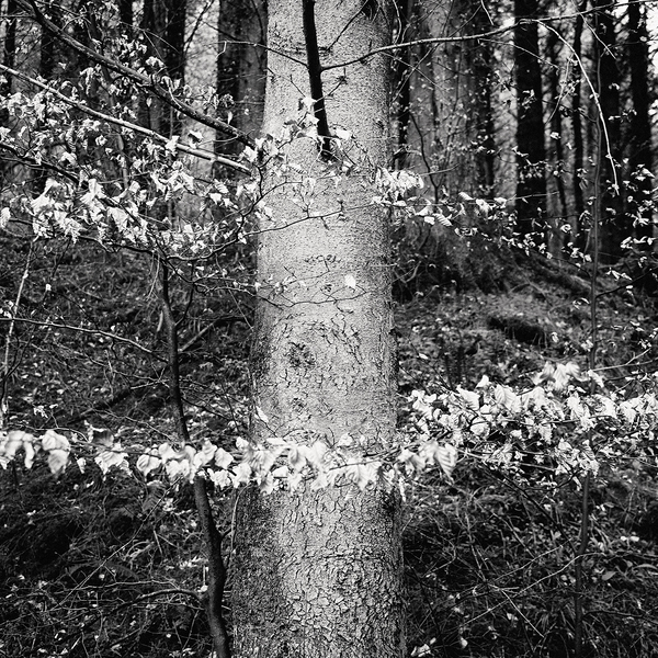 Acts of Making / Acts of Transgression II