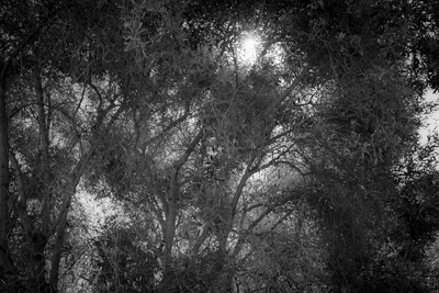 Tending An Olive Tree
