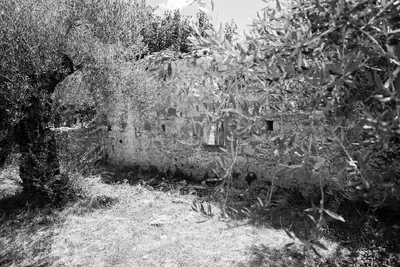 Tending An Olive Tree