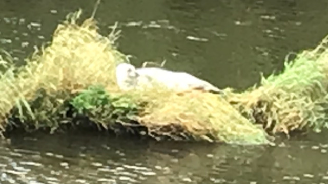 Seal Stories