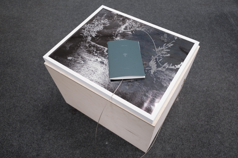 (Reading 1 – The Book / Object) The Olive Tree