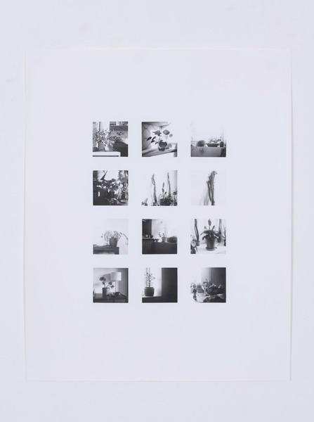 House Plants, 2023 Silver Gelatin Print, 50.8 x 55.8cm