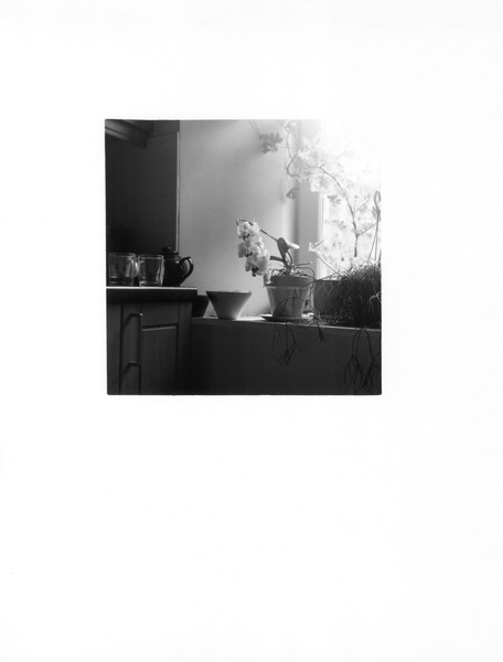 Plant Portrait (1/3), 2023 Silver Gelatin Print on Fibre Based Paper, 35.5 x 27.9cm