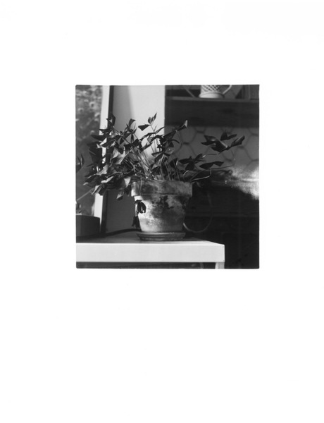 Plant Portrait (3/3), 2023 Silver Gelatin Print on Fibre Based Paper, 35.5 x 27.9cm