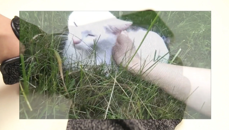 Virtual Reality Porn Female P.O.V. Kitten Edition (8:23 mins, 2016)