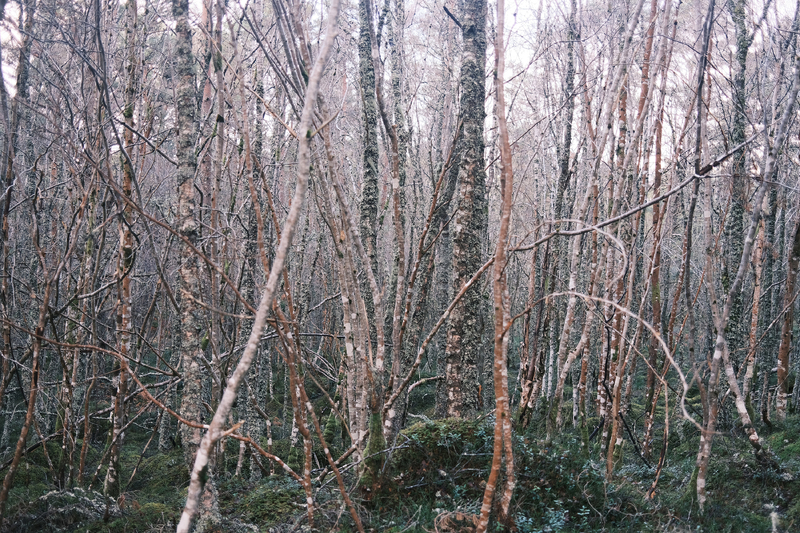 "Midwinter"