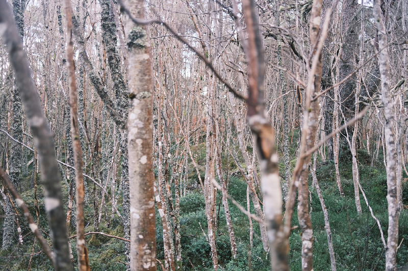 "Midwinter"