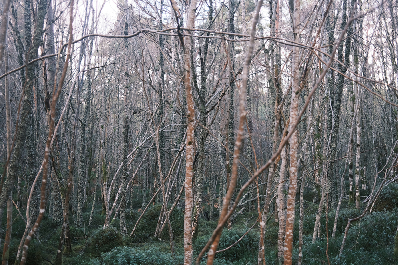 "Midwinter"