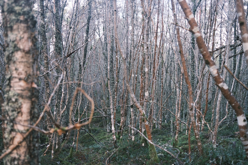 "Midwinter"