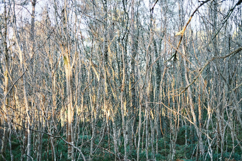 "Midwinter"