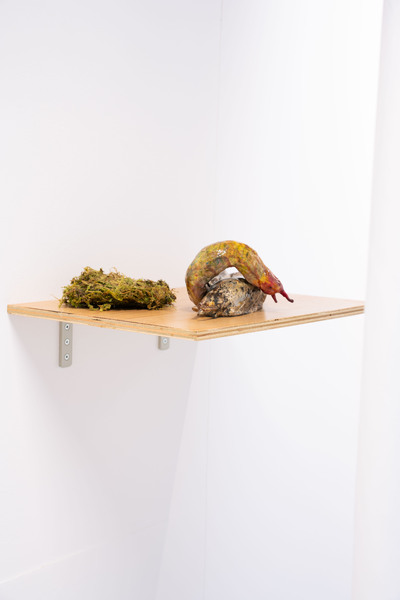 Exquisite Imaginary Cure exhibition view with work by Abi Palmer and sphagnum moss