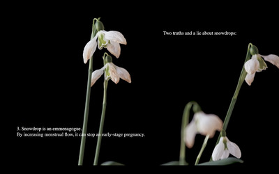 Two Truths and a Lie about Snowdrops