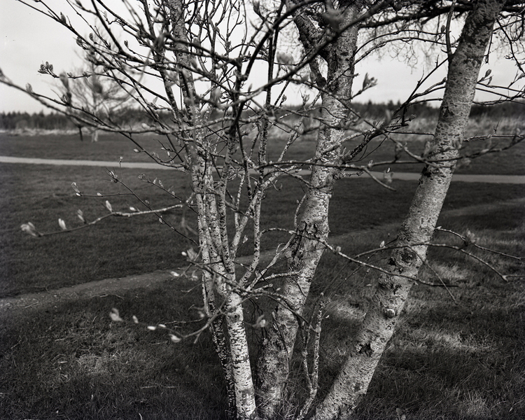 Birds do not sing – the Culloden Moor project