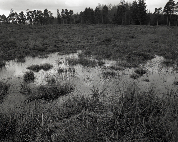 Birds do not sing – the Culloden Moor project