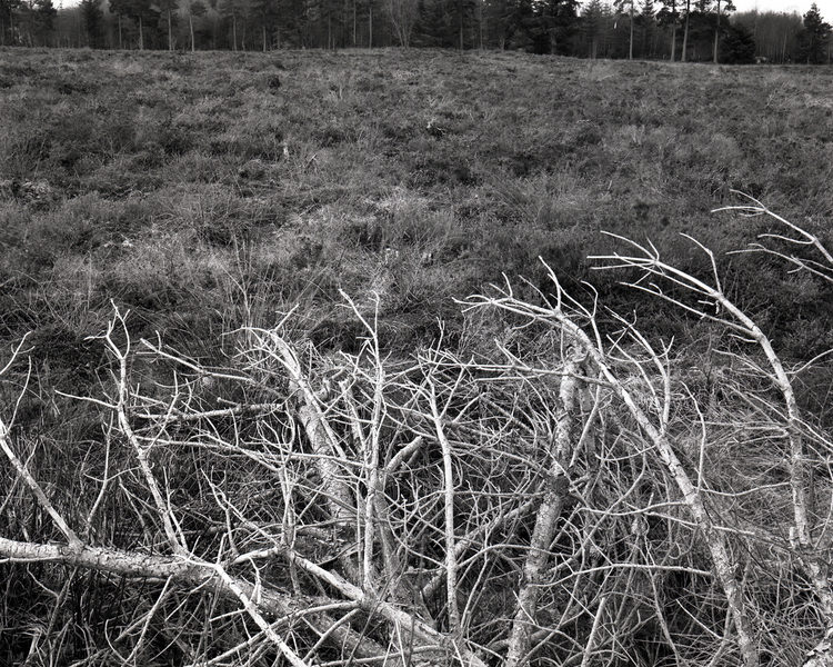 Birds do not sing – the Culloden Moor project