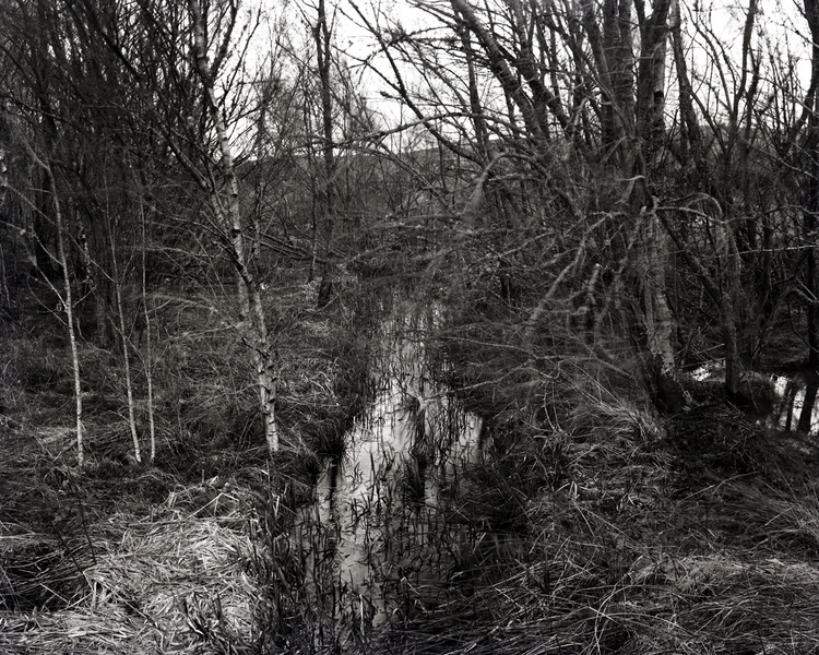 Birds do not sing – the Culloden Moor project