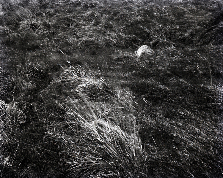 Birds do not sing – the Culloden Moor project
