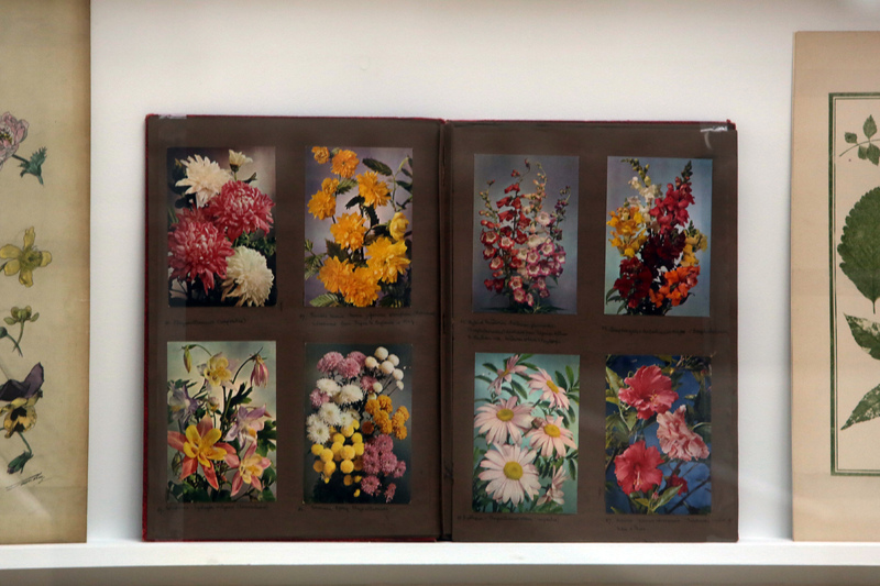 Photographs of flowers, date unknown, The Glasgow School of Art Library, Special Collections, Stoddard Design Library, 157999  Mackintosh Museum, The Glasgow School of Art, 9 Nov 2013 – 11 Jan 2014. Photo Janet Wilson