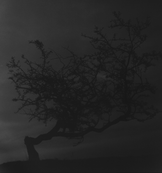 silver gelatin print