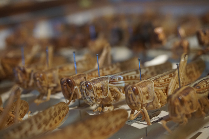 Locust War