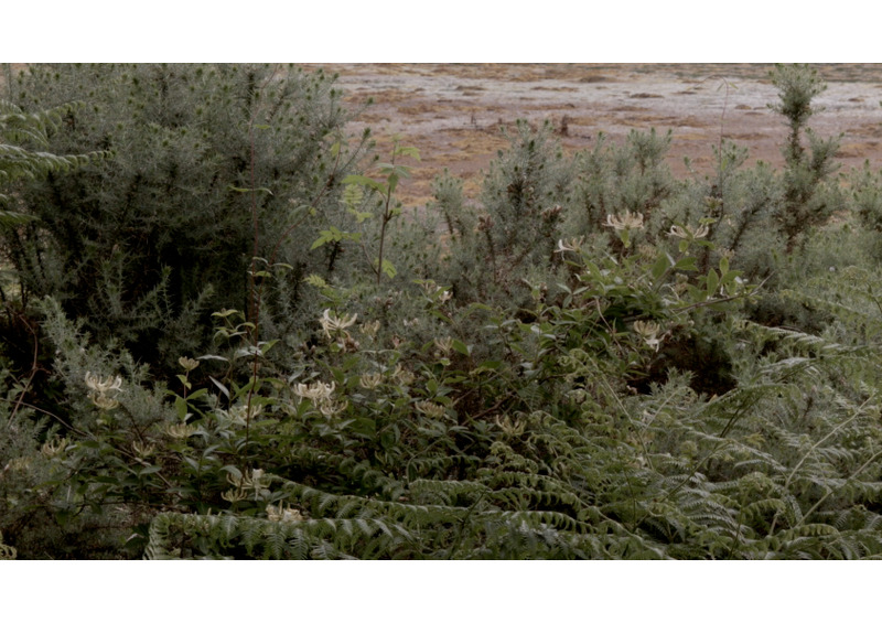 film still - the hide 7