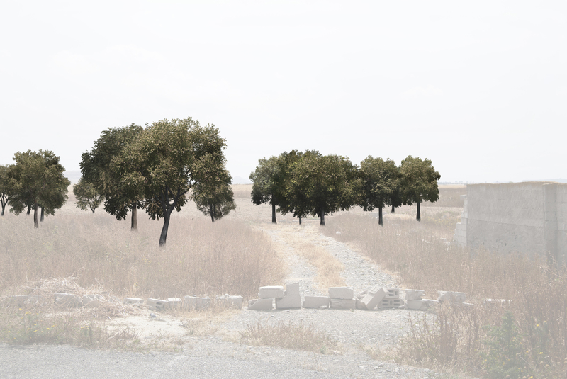 Kirklar – trees