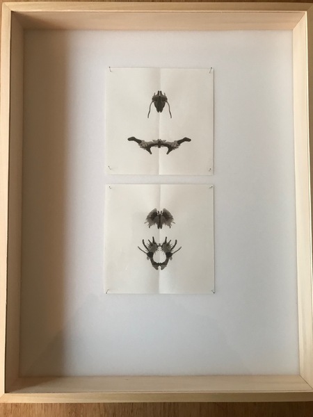 'Sundew' (2021) Oak gall ink on paper pinned inside paradox box. 40 x 50cm.