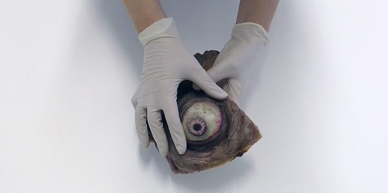 Screen Used (10 mins, 2016)