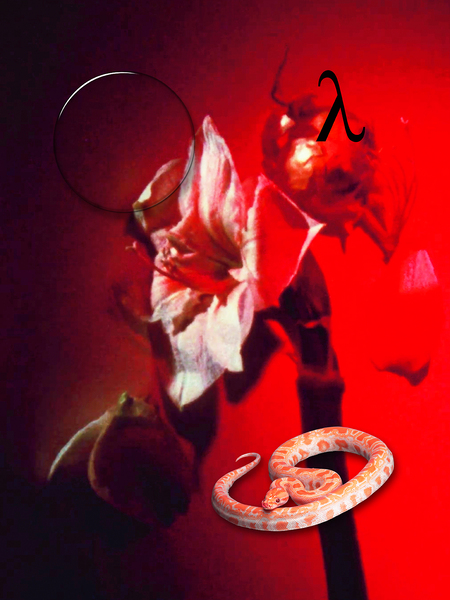 flaming lily