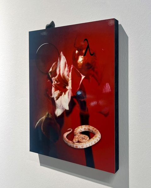 flaming lily install