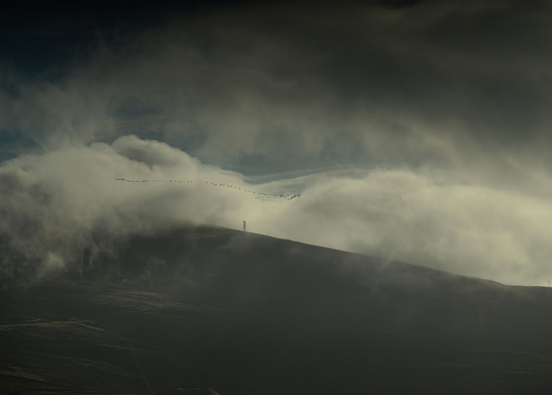 Dod dog agog above the Sea of Fog