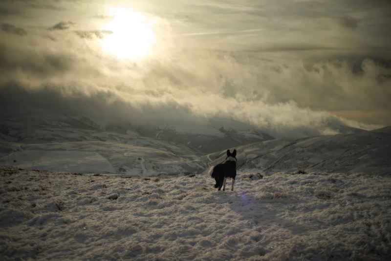 Dod dog agog above the Sea of Fog