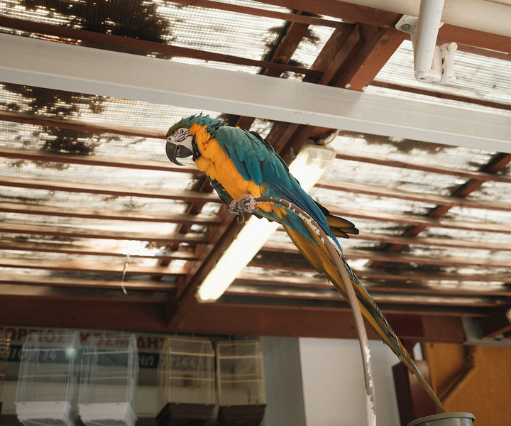 ‘Parrot / Central Market’, 20 x 24inches GicléePrint 2023